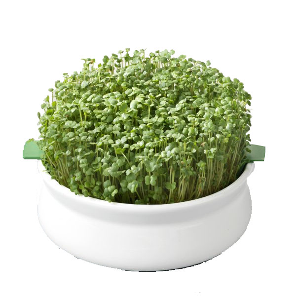 Vas pentru Germinare Germline