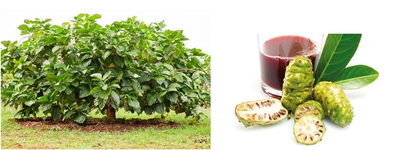 Beneficiile Miraculoase ale Sucului Noni