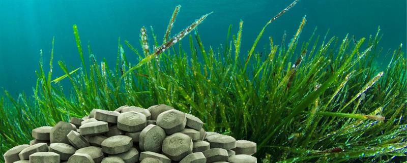 Spirulina - alimentul perfect